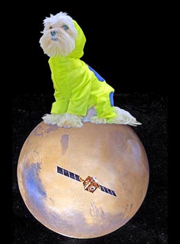 Tajči Čekada, umjetničin pas-prijatelj Quipo iz serije Mars, 2007.